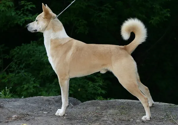 Chien paria