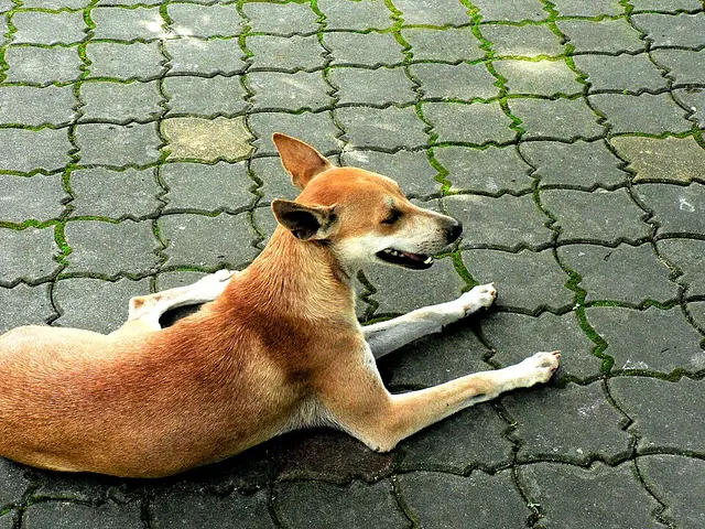 Chien paria