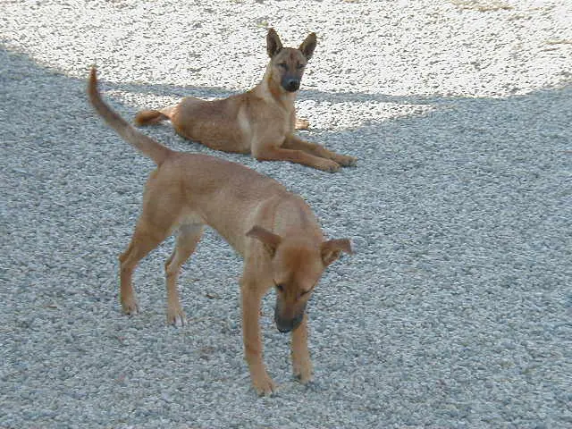 Chien paria