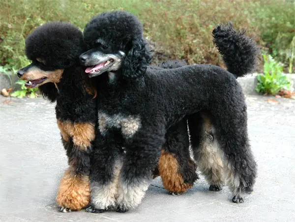 Chien particolore à poil frisé