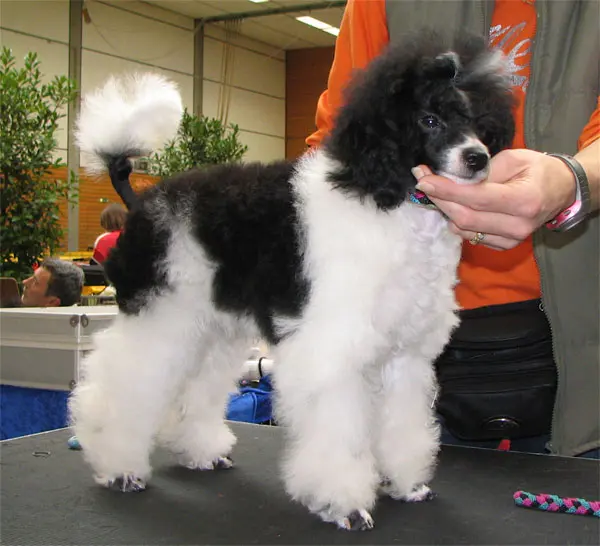 Chien particolore à poil frisé