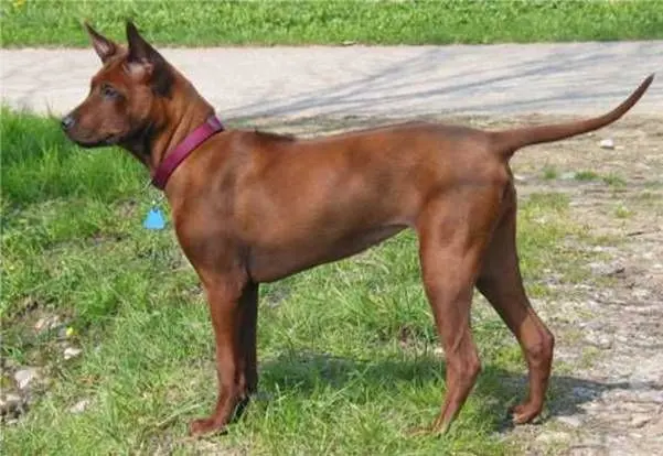 Chien thaïlandais à crête dorsale