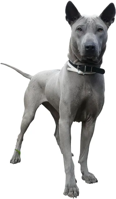 Chien thaïlandais à crête dorsale