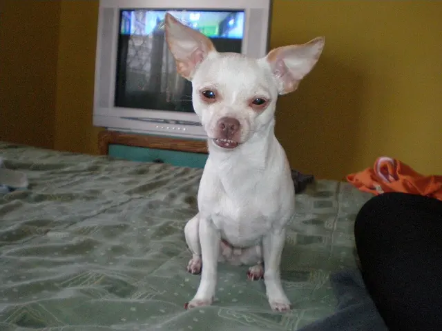 Chihuahua