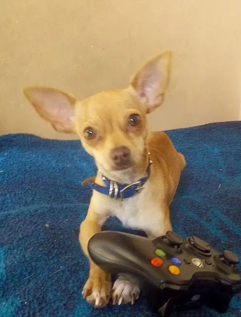Chihuahua