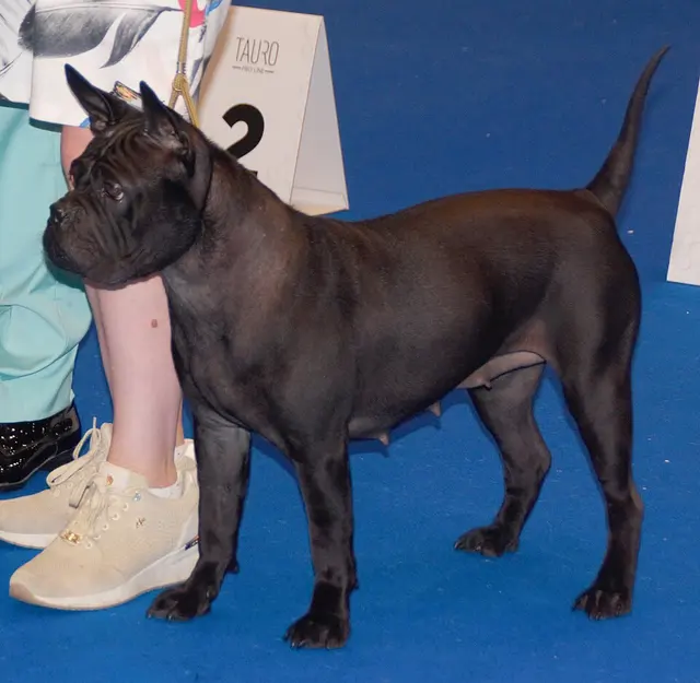 Chinese Chongqing Dog