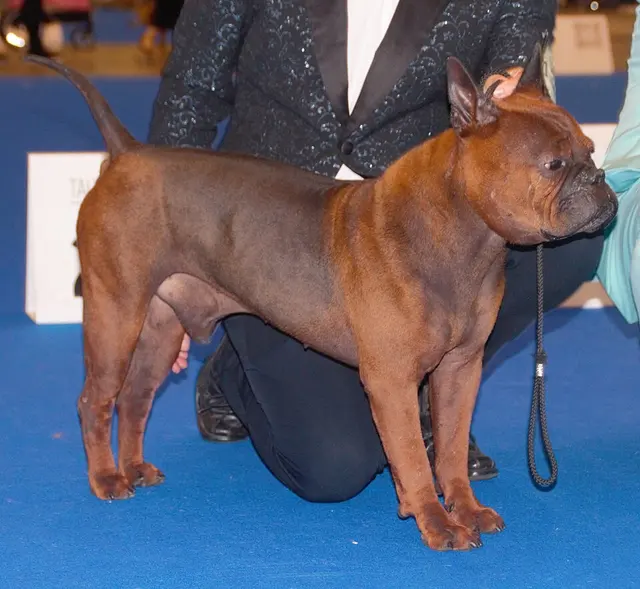 Chinese Chongqing Dog