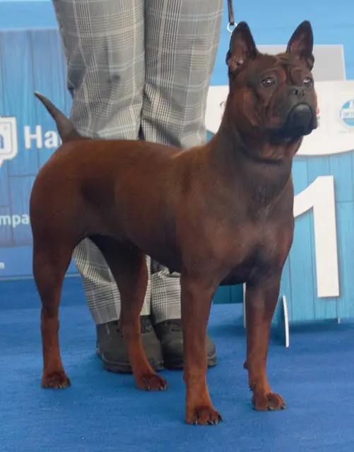 Chinese Chongqing Dog