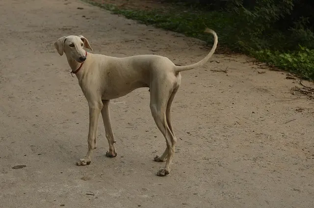 Chippiparai