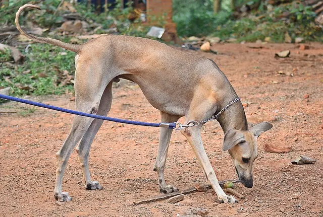 Chippiparai