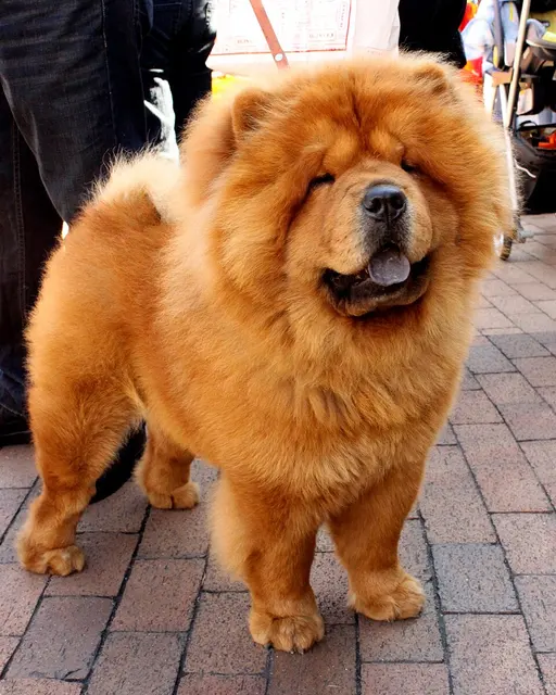 Chow-chow