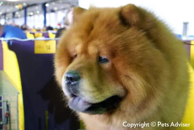 Chow-chow
