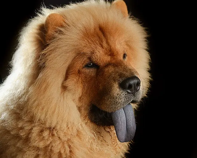 Chow-chow