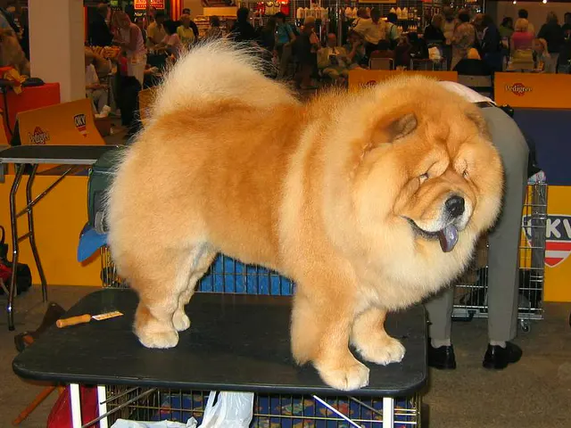 Chow-chow
