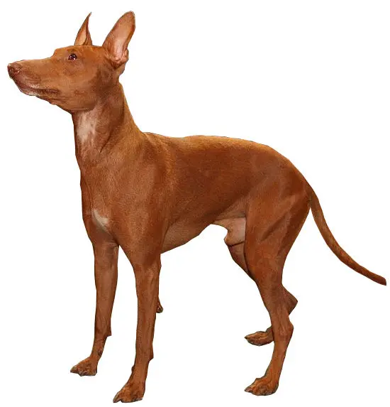 Cirneco de l'Etna