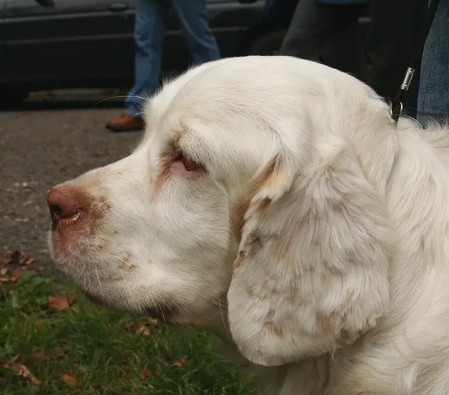 Clumber Spaniel
