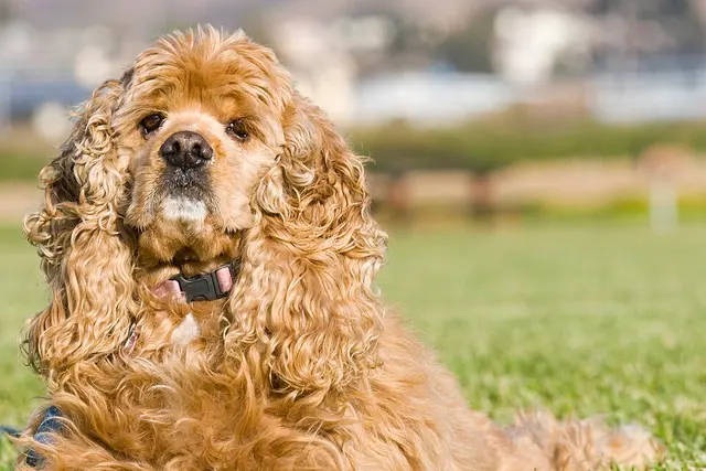 Cocker américain