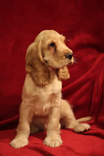Cocker spaniel anglais