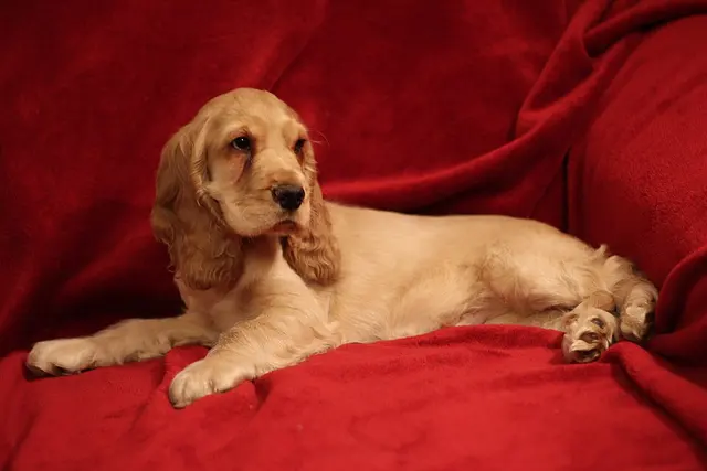 Cocker spaniel anglais