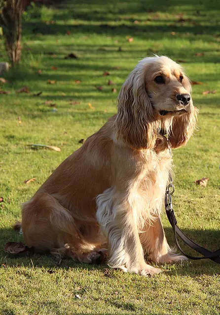 Cocker spaniel anglais