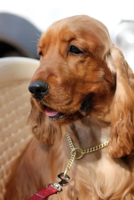 Cocker spaniel anglais