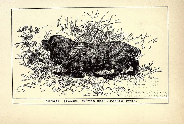 Cocker spaniel