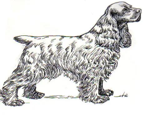 Cocker spaniel