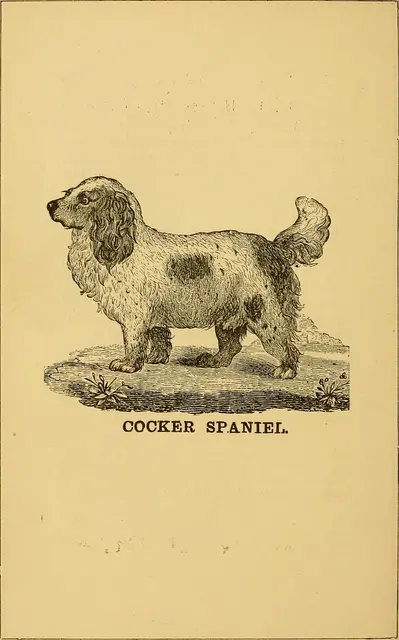 Cocker spaniel