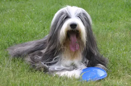 Colley barbu