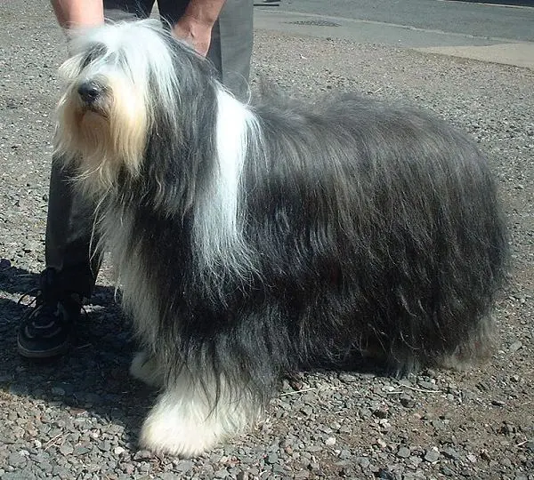 Colley barbu