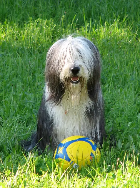 Colley barbu