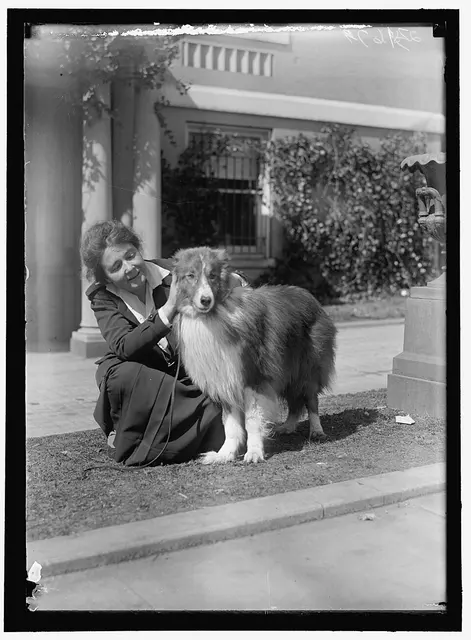 Colley (race de chien)