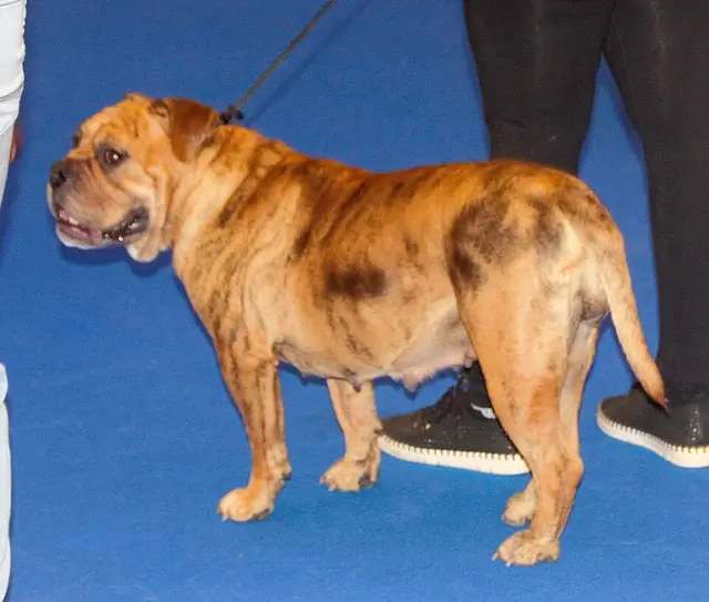 Continental Bulldog