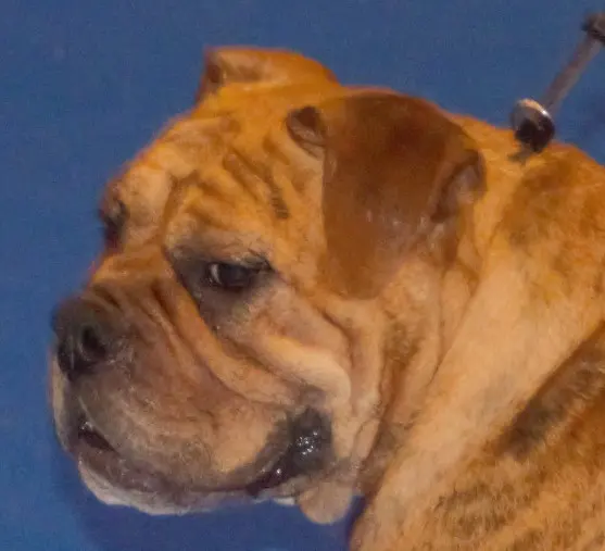 Continental Bulldog