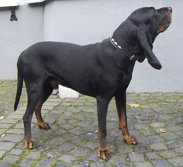 Coonhound noir et beige