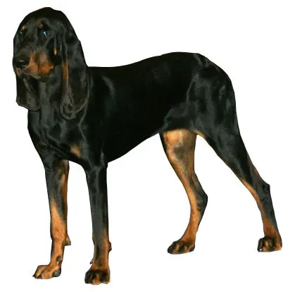 Coonhound noir et beige