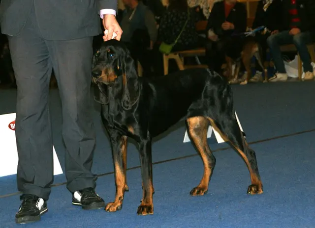 Coonhound noir et beige