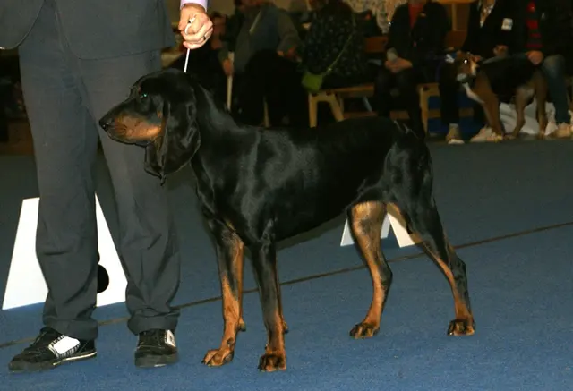 Coonhound noir et beige
