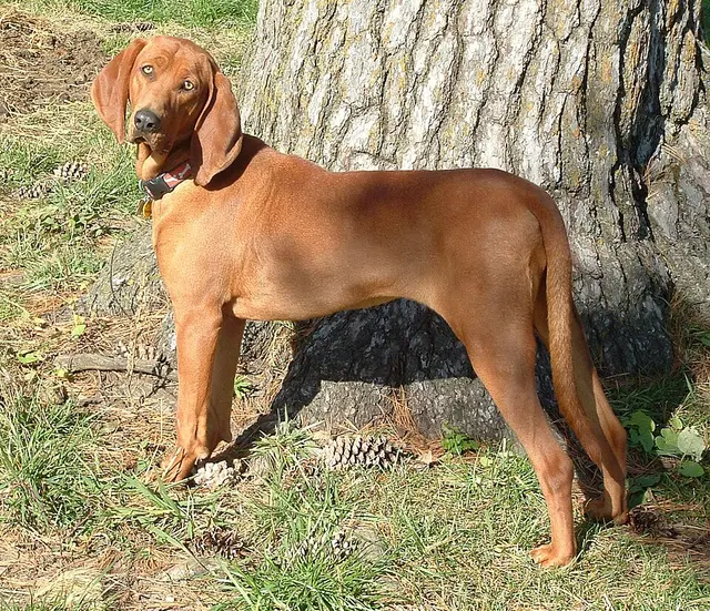 Coonhound