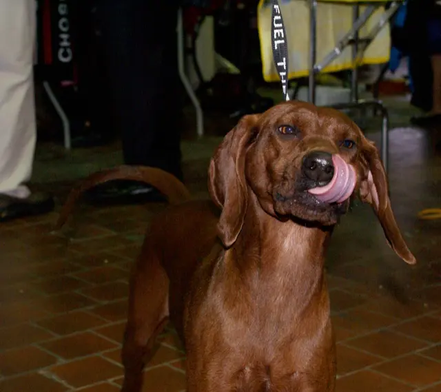 Coonhound