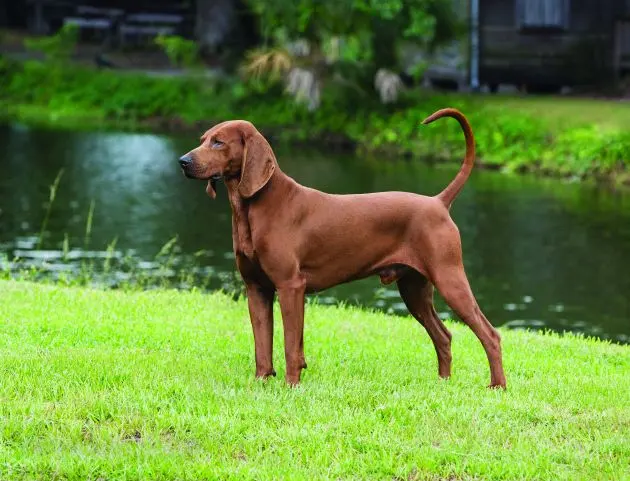 Coonhound