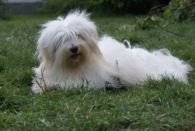 Coton de Tuléar