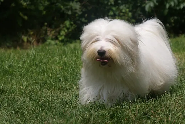 Coton de Tuléar