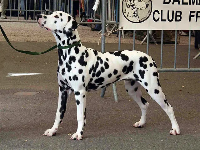Dalmatien