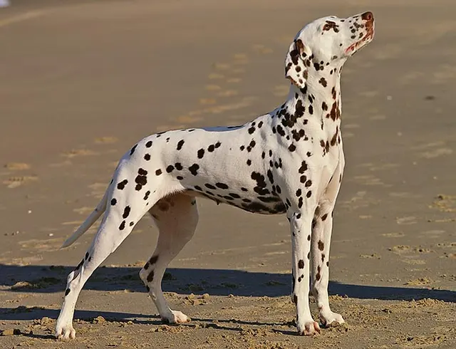 Dalmatien
