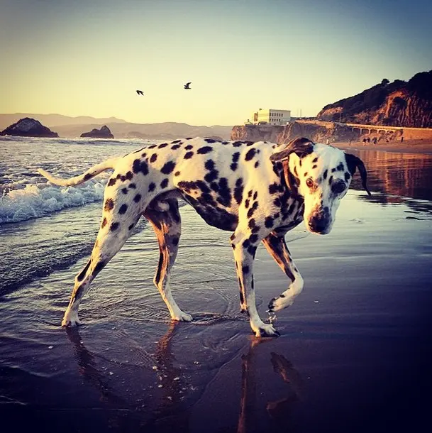 Dalmatien