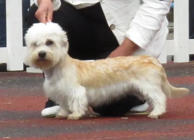 Dandie Dinmont Terrier