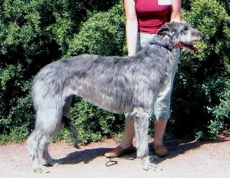 Deerhound
