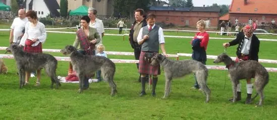 Deerhound