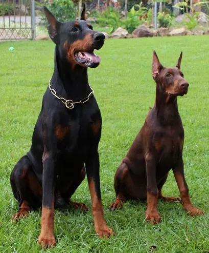 Dobermann